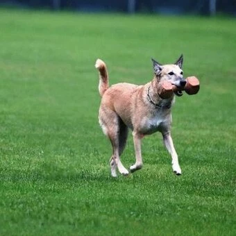 Aport Eine Übung die fast jedem Hund spass macht, aber nicht muss!