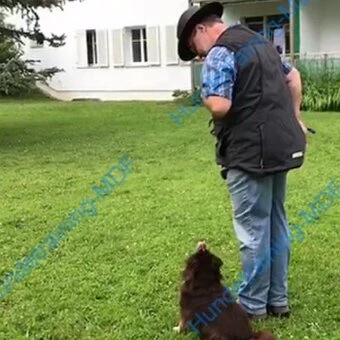 Kleine Hunde lernen Kleine Hunde lernen genaus wie grosse Hunde