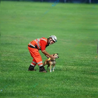 Rettungshund Rettungshundetrainng, voran